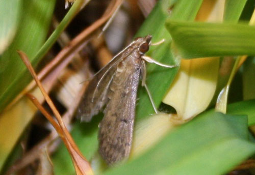 Adult tropical sod webworm resting in grass