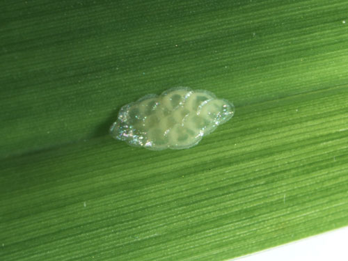 Tropical sod webworm egg cluster laid on grass leaf sheath