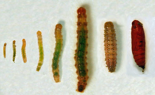 Tropical sod webworm larval instars, pre-pupae and pupa