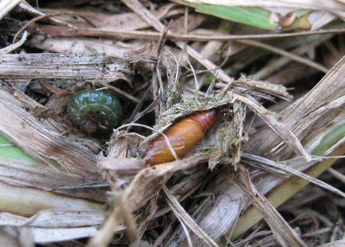 Pupa found in cocoon in St Augustine thatch