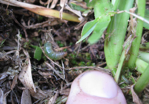 Mature tropical sod webworm larvae feeding in thatch