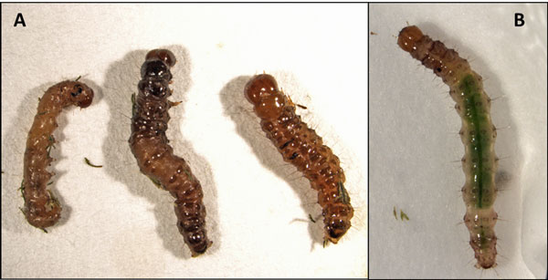 Tropical sod webworm larvae killed by an entomopathogenic nematode