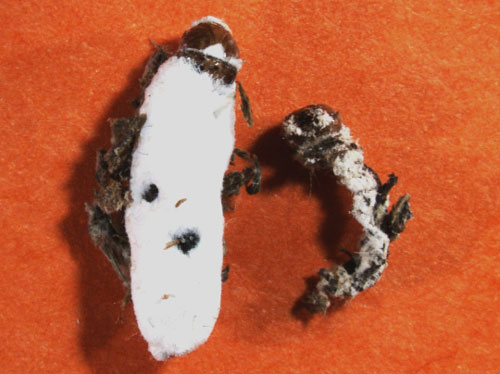 Tropical sod webworm larvae killed by Beauveria bassiana