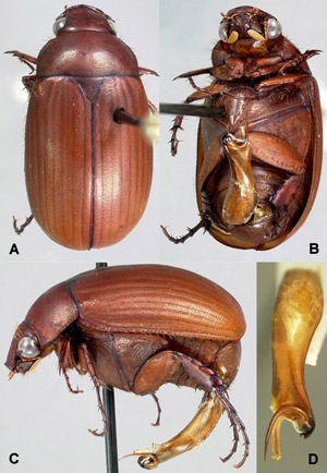 Adult Maladera castanea (Arrow), Asiatic garden beetle: A) dorsal, B) ventral, C) lateral and D) male genitalia.