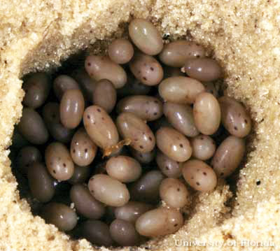 Eggs of the shortwinged mole cricket, Scapteriscus abbreviatus Scudder.