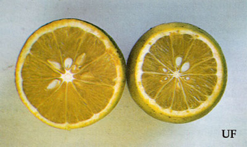Type of damage to citrus fruit that can be caused by the leaffooted bug, Leptoglossus phyllopus (Linnaeus). 