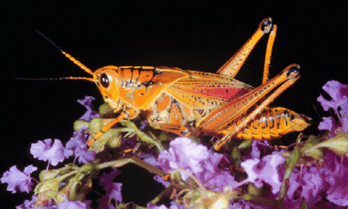 Adult eastern lubber grasshopper, Romalea microptera (Beauvois), light color phase. 