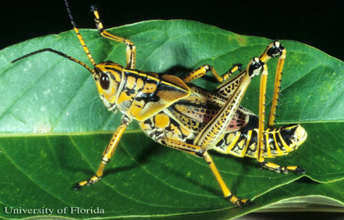 Adult eastern lubber grasshopper, Romalea microptera (Beauvois), intermediate color phase.