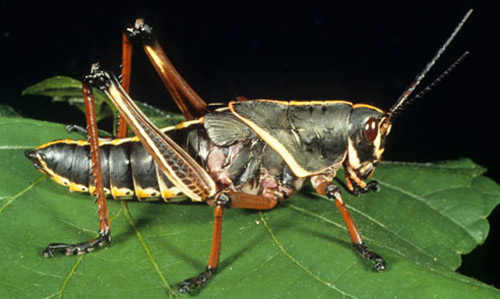 Older nymph of eastern lubber grasshopper, Romalea microptera (Beauvois).