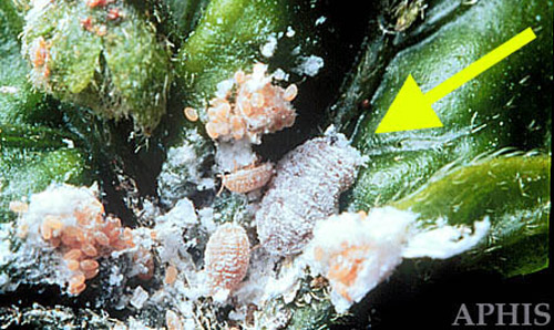 Adult female (arrow) and offspring of the pink hibiscus mealybug, Maconellicoccus hirsutus (Green).