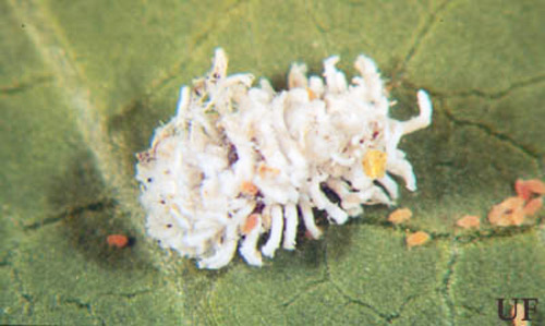The ladybug Cryptolaemus larvae are covered with a white flocculent secretion and may be confused with pink hibiscus mealybugs but are important predators and should not be destroyed. 