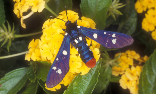 A polka-dot wasp moth, the adult stage of the oleander caterpillar, Syntomeida epilais Walker. 