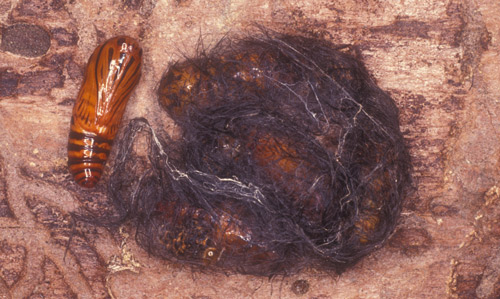 Pupal aggregation of the oleander caterpillar, Syntomeida epilais Walker, covered by a thin cocoon of hairs and silk. 