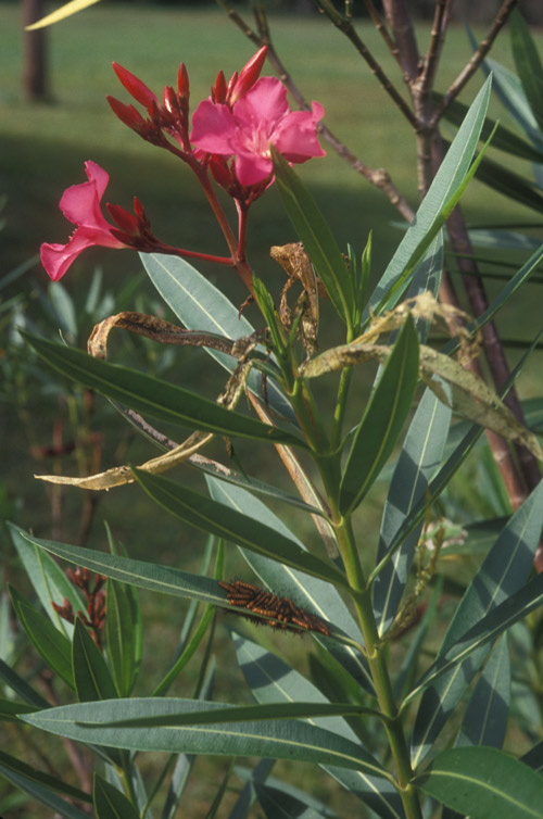 Skeletonized oleander terminals are the first sign of infestation by the oleander caterpillar, Syntomeida epilais Walker.