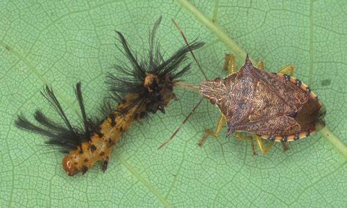 The spined soldier bug, Podisus maculiventris (Say), sucking the contents of an oleander caterpillar larva, Syntomeida epilais Walker. 