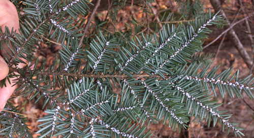 Flocculent (waxy woolly mass) of hemlock woolly adelgid Adelges tsugae (Annand). Photograph by Jeremiah R. Foley (folejr@vt.edu), Virginia Polytechnic Institute and State University. 