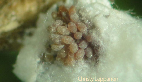 Figure 3. Hemlock woolly adelgid, Adelges tsugae, egg cluster. Photograph by Christy Leppanen (Cleppane@utk.edu), University of Tennessee. 