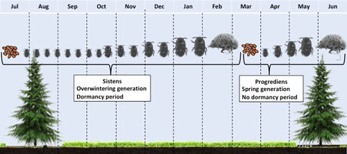 Hemlock woolly adelgid, Adelges tsugae, annual life cycle on hemlock in North America.