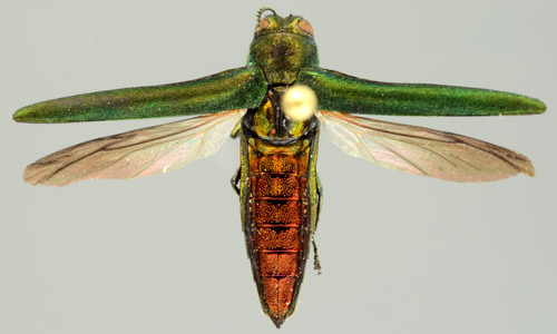 عينة Agrilus planipennis Fairmaire مثبتة مع انتشار الأجنحة.