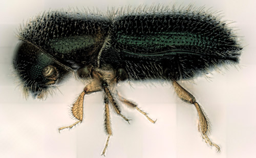 Adult female Xyleborinus saxesenii Ratzeburg (lateral view).