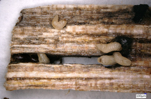 Larvae of the fruit-tree pinhole borer, Xyleborinus saxesenii Ratzeburg. Note the dark staining of the wood caused by the mutualistic fungus Ambrosiella sulphurea (Kovach and Gorsuch 1988).