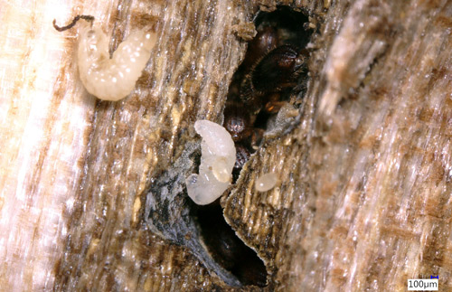 Pupa of the fruit-tree pinhole borer, Xyleborinus saxesenii Ratzeburg. Note the ambrosia fungus covering the gallery wall.