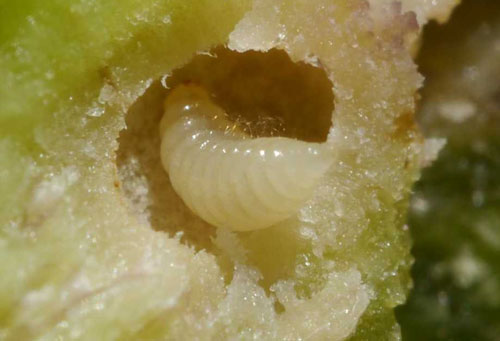 Figure 3. Larva Dryocosmus kuriphilus. Photograph by Hélina Deplaude, Chambre d’Agriculture d’Ardèche.