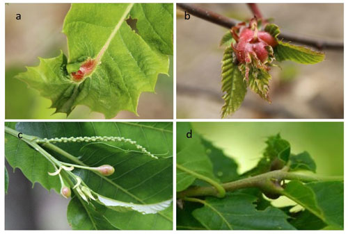 Figure 8. Different types of galls induced by Dryocosumus kuriphilus: (a) on the midrib of the leaf, (b) on the bud, (c) on the stipule, (d) on the growing twig. Photographs by Emilie P. Demard, University of Florida.