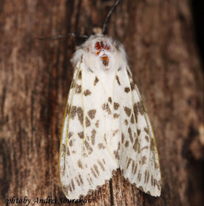 Adult male fall webworm, Hyphantria cunea (Drury). This adult is all white, which is typical for members of this species from the northern part of its range. Photograph taken at Gainesville, Florida from a reared larva. 