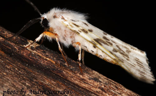 Adult fall webworm, Hyphantria cunea (Drury), with spots on white, which is typical for members of this species from the southern part of its range. 