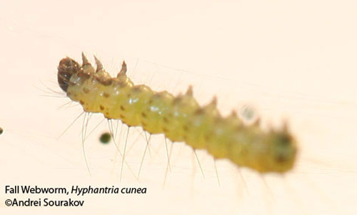 Close-up of second instar larva of the fall webworm, Hyphantria cunea (Drury). Photograph taken at Gainesville, Florida.