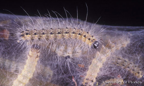 Late instar, black-headed morph larvae of the fall webworm, Hyphantria cunea (Drury). 
