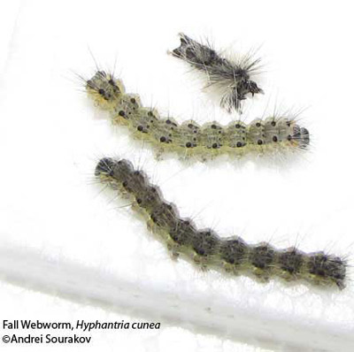 Fourth (middle) and fifth (bottom) instar larvae of the fall webworm, Hyphantria cunea (Drury). The top image is the skin left behind by a molted fourth instar caterpillar. Photograph taken at Gainesville, Florida. 