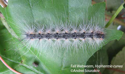 Dorsal view of a fifth instar larva of the fall webworm, Hyphantria cunea (Drury). Photograph taken at Gainesville, Florida. 