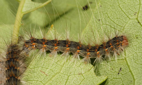 Lateral view of a fifth instar larva of the fall webworm, Hyphantria cunea (Drury). 
