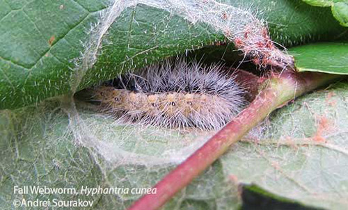 Fifth instar larva of the fall webworm, Hyphantria cunea (Drury), inside a cocoon. Photograph taken at Gainesville, Florida. 