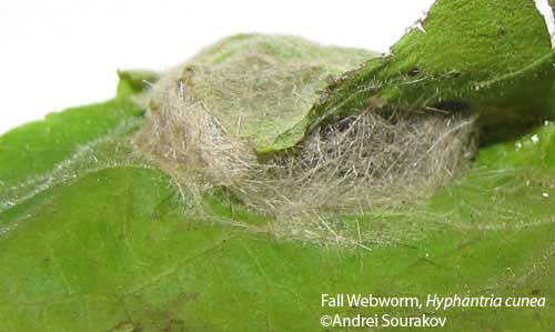 Cocoon of the fall webworm, Hyphantria cunea (Drury). Photograph taken at Gainesville, Florida. 