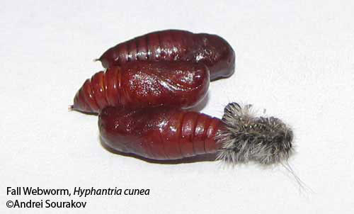 Pupae of the fall webworm, Hyphantria cunea (Drury), removed from a cocoon. Photograph taken at Gainesville, Florida. 