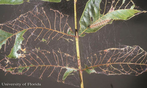 Leaf damage caused by larval feeding of the fall webworm, Hyphantria cunea (Drury). 
