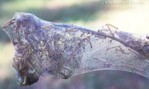 Silken tent created by larvae of the fall webworm, Hyphantria cunea (Drury). 