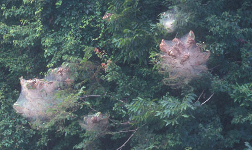 Numerous tents created by larvae from separate egg clusters of the fall webworm, Hyphantria cunea (Drury). 