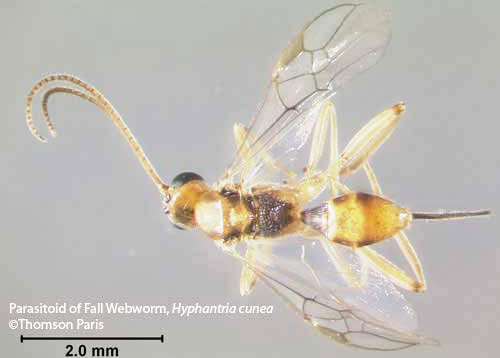 An adult parasitoid (unidentified species) of the fall webworm, Hyphantria cunea (Drury). 