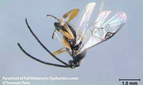 An adult parasitoid (unidentified species) of the fall webworm, Hyphantria cunea (Drury).