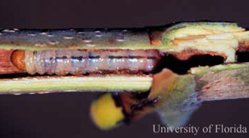 El taladrador de uva de mar, Hexeris enhydris Grote, rama partida para revelar larva. 