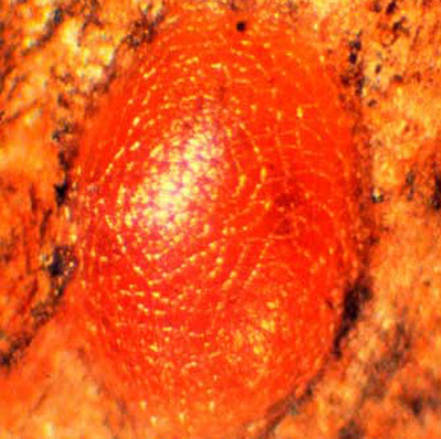 Taladrador de las meliáceas, Hypsipyla grandella (Zeller), huevo. 