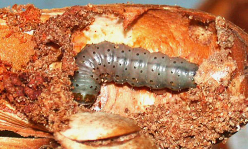Taladrador de las meliáceas, Hypsipyla grandella (Zeller), larva. 