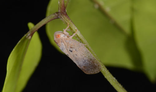 flatid planthopper