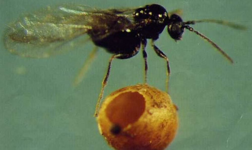 Gall and female wasp of the second generation of Neuroterus saltatorius. The gall is 1 mm in diameter.