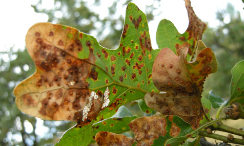 Foliar damage caused by the second generation of Neuroterus saltatorius in its introduced range (Victoria, British Columbia, Canada).