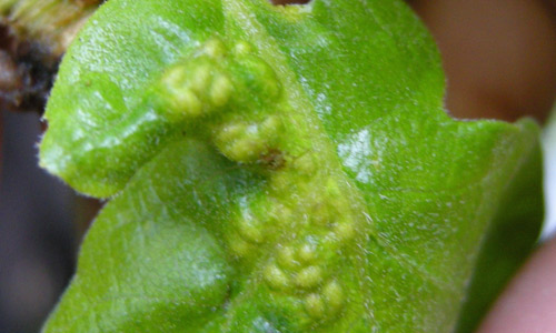 First or gamic (sexual) generation foliar cluster galls.